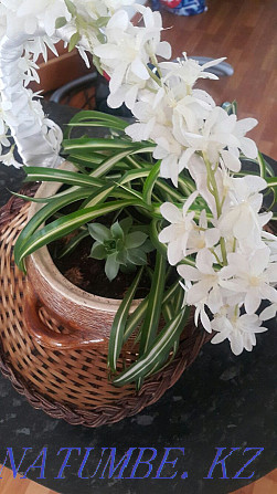 Flower in a beautiful ceramic pot Esik - photo 2