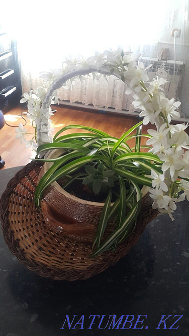 Flower in a beautiful ceramic pot Esik - photo 3