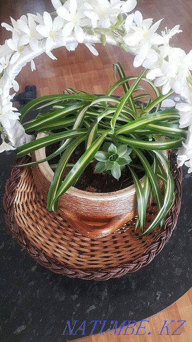 Flower in a beautiful ceramic pot Esik - photo 6