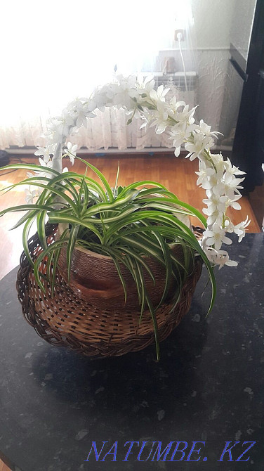 Flower in a beautiful ceramic pot Esik - photo 5