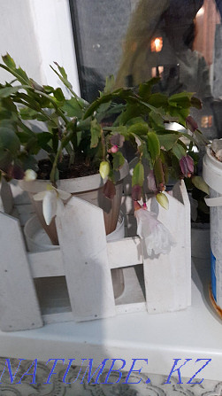 Домашний цветок Декабрист белый и сиреневый  - изображение 2