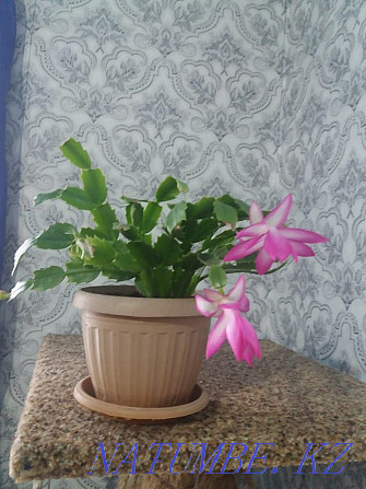 Домашний цветок Декабрист белый и сиреневый  - изображение 1