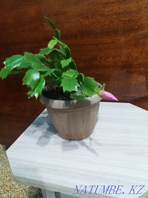 Home flower Decembrist white and lilac  - photo 4