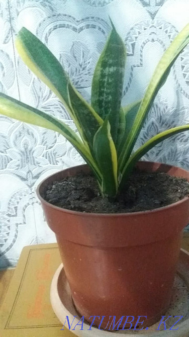 Sancivieria, pike tail, mother-in-law tongue  - photo 1