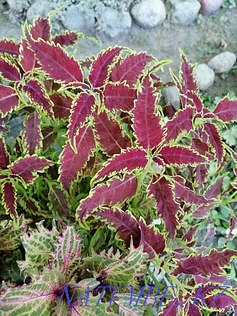 Varietal cut coleus Almaty - photo 1