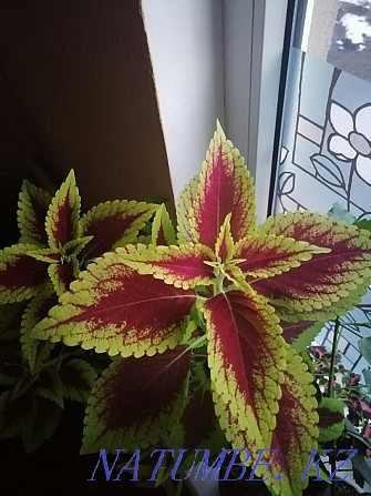 Varietal cut coleus Almaty - photo 2