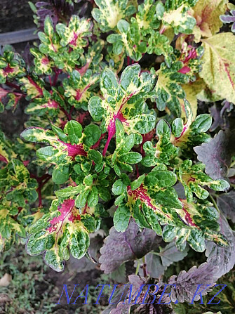 Varietal cut coleus Almaty - photo 3