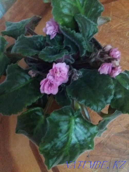 Violets blooming and leaves. Ksk area. Kostanay - photo 4