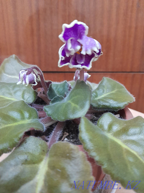 Violets blooming and leaves. Ksk area. Kostanay - photo 8