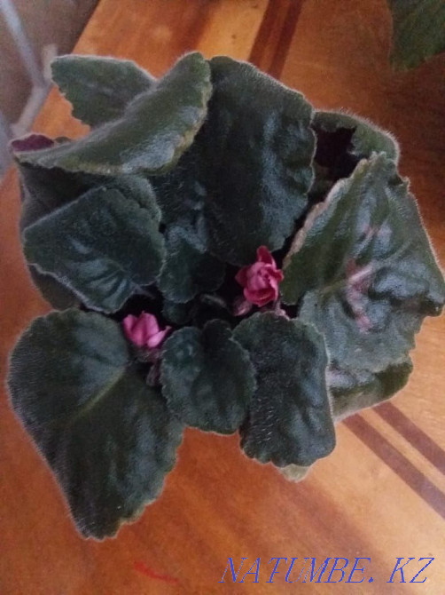 Violets blooming and leaves. Ksk area. Kostanay - photo 3