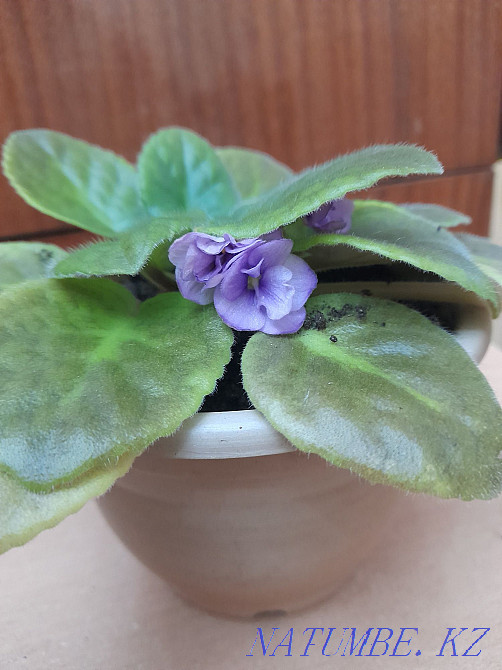 Violets blooming and leaves. Ksk area. Kostanay - photo 6