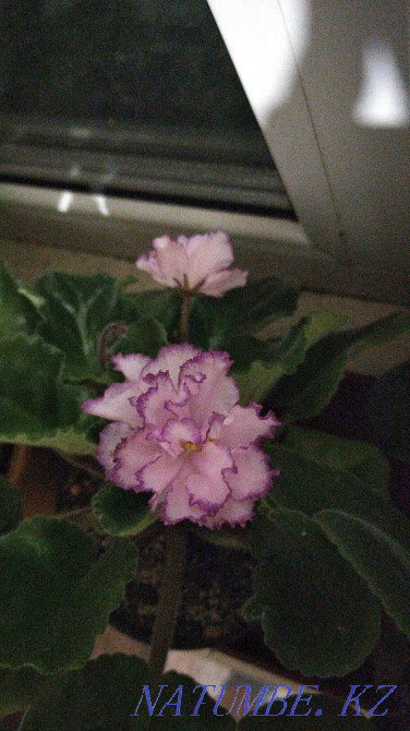 Violets blooming and leaves. Ksk area. Kostanay - photo 5