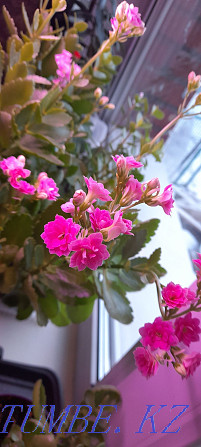 Kolanchoe 盛开白色、粉色、猩红色和黄色 Костанай - photo 1