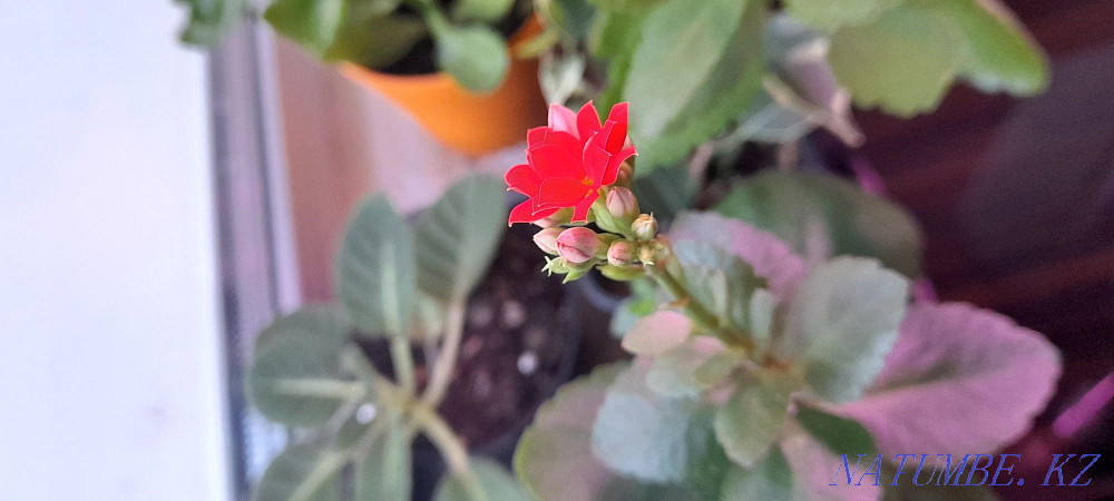 Коланхоэ цветущий белый, розовый, алый и желтый Костанай - изображение 2