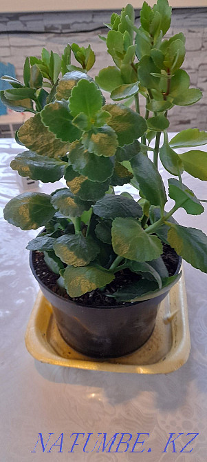 Коланхоэ цветущий белый, розовый, алый и желтый Костанай - изображение 4