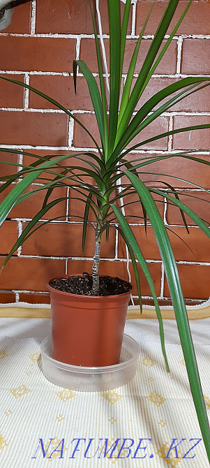 I will sell drotsen district ksk. Delivery available  - photo 1