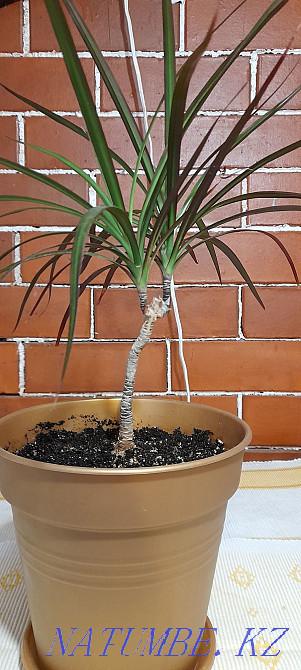 I will sell drotsen district ksk. Delivery available  - photo 2