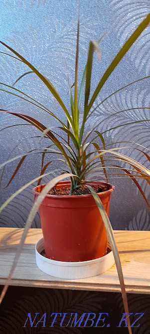 I will sell drotsen district ksk. Delivery available  - photo 3