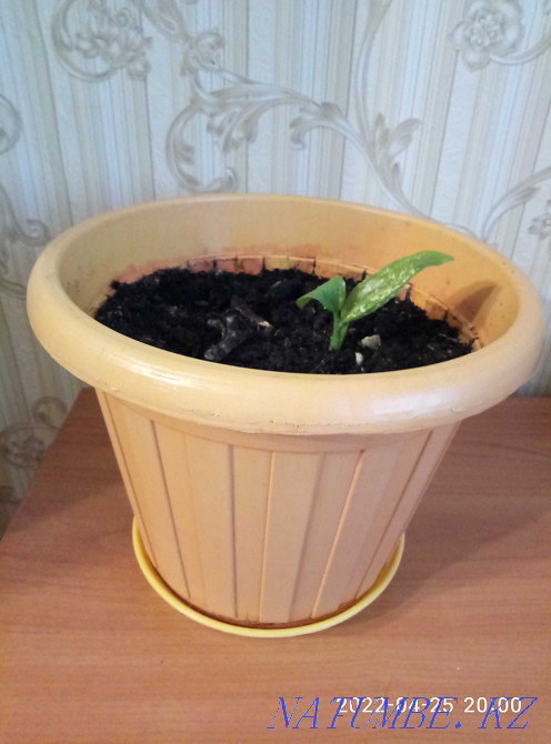 Дифенбахию продам или обменяю Астана - изображение 3