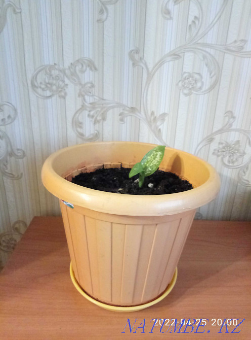 Дифенбахию продам или обменяю Астана - изображение 6