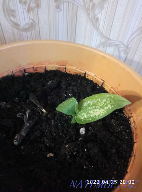 Дифенбахию продам или обменяю Астана - изображение 1