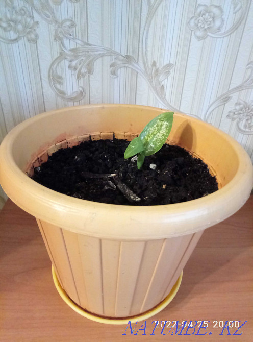 Дифенбахию продам или обменяю Астана - изображение 5