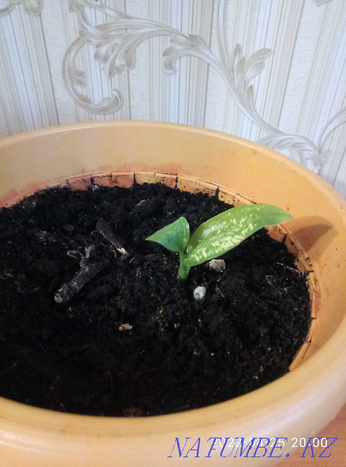 Дифенбахию продам или обменяю Астана - изображение 2