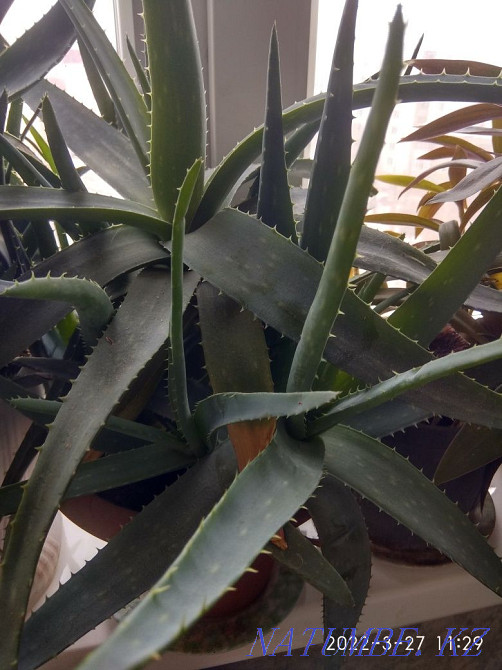 Aloe vera flower, over 3 years old Astana - photo 1