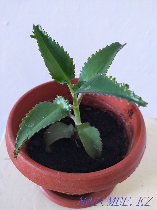Kalanchoe degremona medicinal indoor flower !! Taraz - photo 1