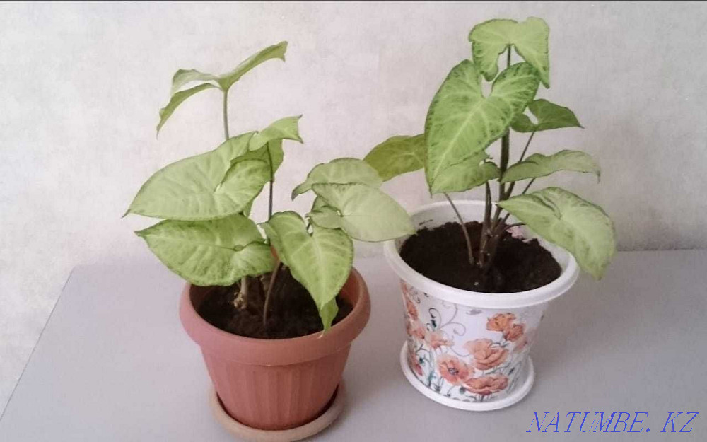 Цветы, цветы, цветы Павлодар - изображение 4