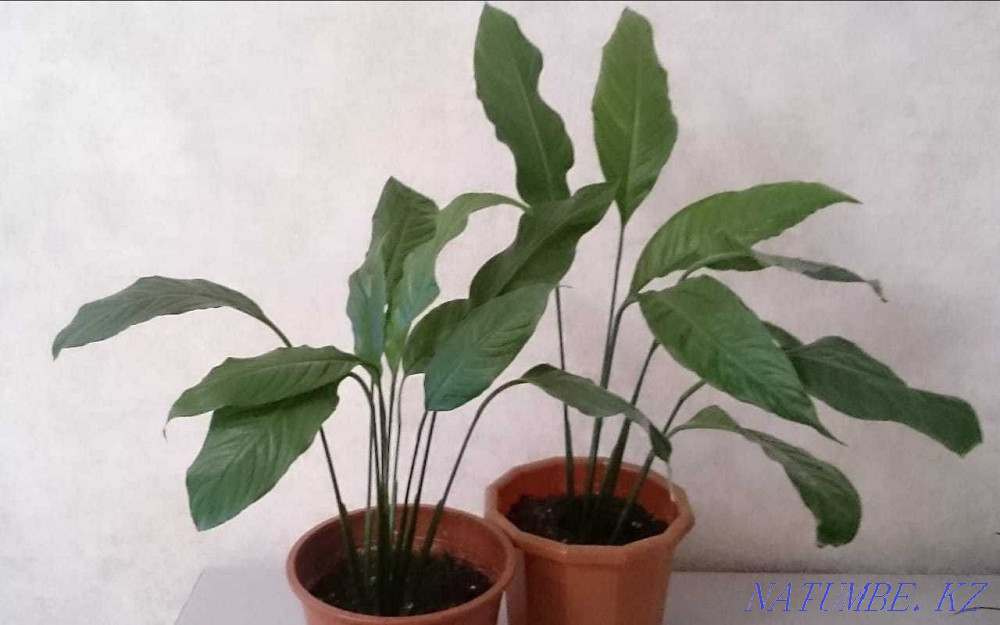 Цветы, цветы, цветы Павлодар - изображение 6