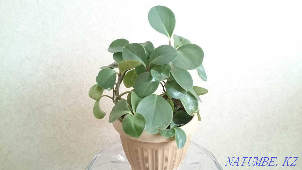 Цветы, цветы, цветы Павлодар - изображение 5