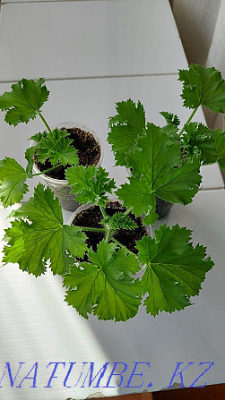 Pelargoniums royal three types Semey - photo 5