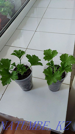 Pelargoniums royal three types Semey - photo 2