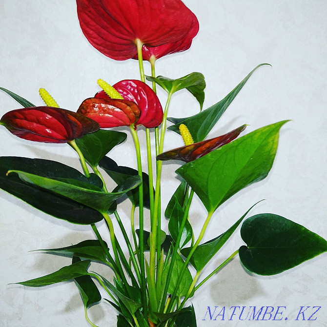 Продам Цветок Антуриум  - изображение 4