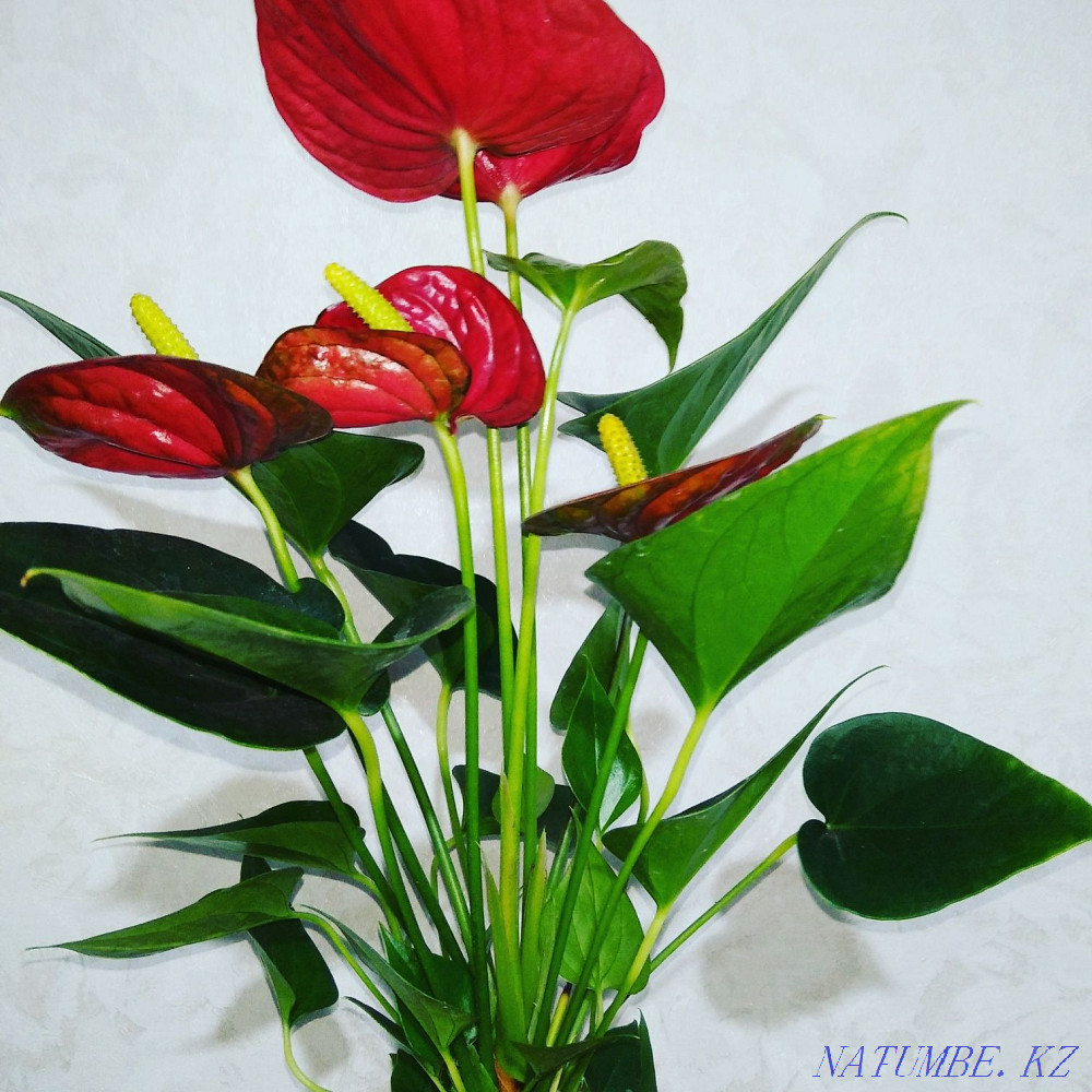 Sell Flower Anthurium  - photo 4