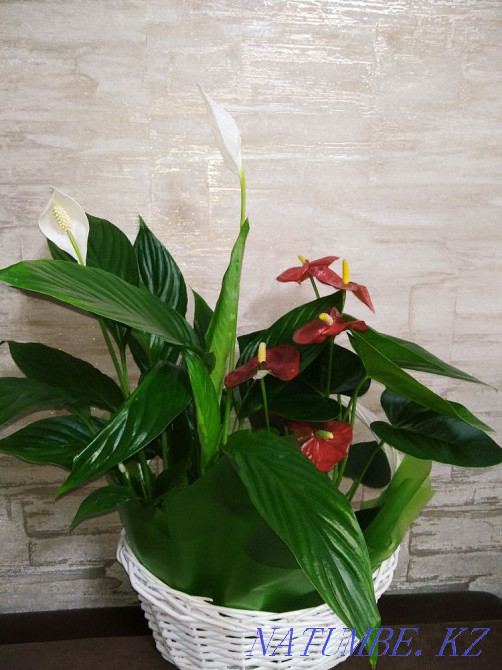 Sell Flower Anthurium  - photo 7