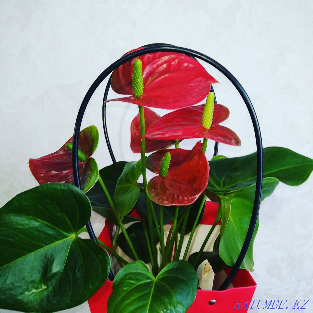Sell Flower Anthurium  - photo 3