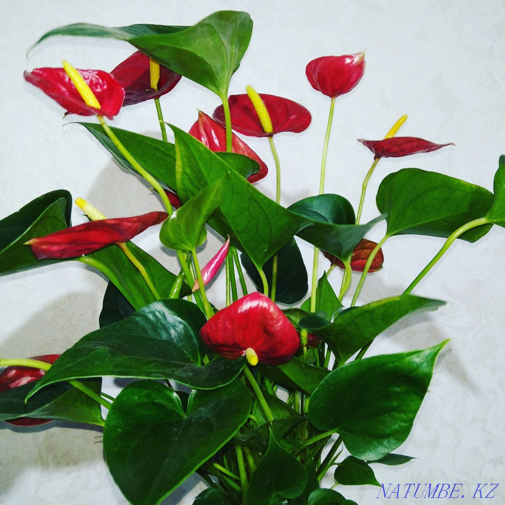 Sell Flower Anthurium  - photo 2