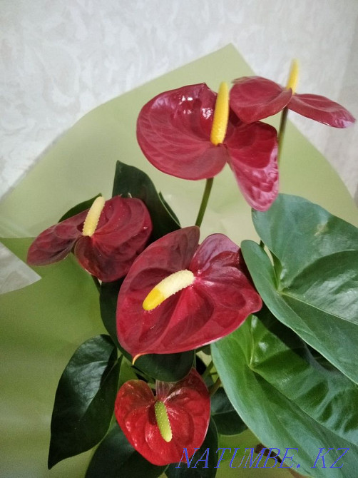 Sell Flower Anthurium  - photo 1