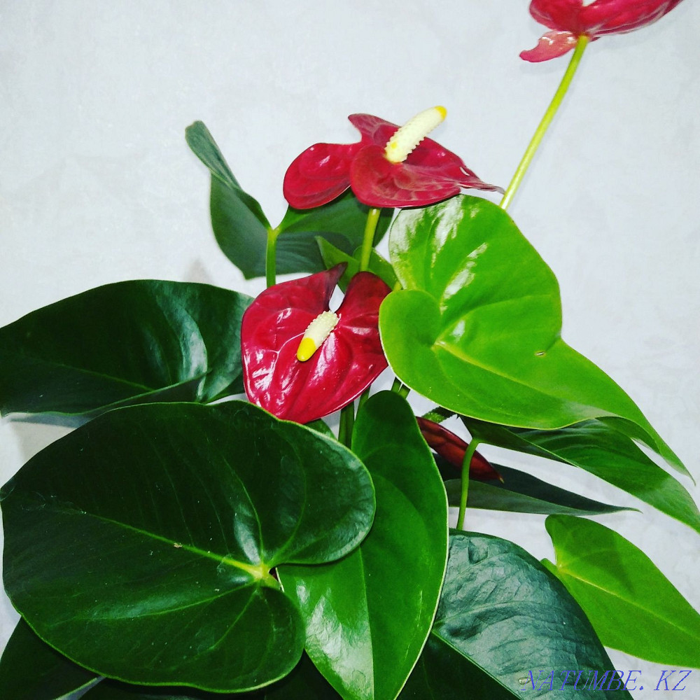 Sell Flower Anthurium  - photo 5