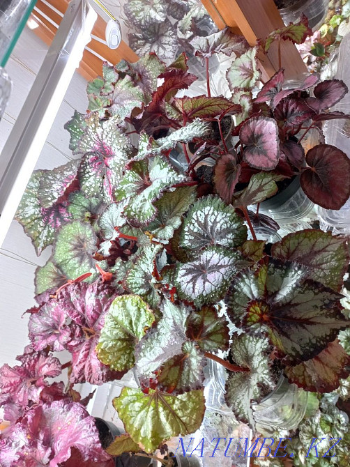 Begonia DS-Pink Panther. Semey - photo 6