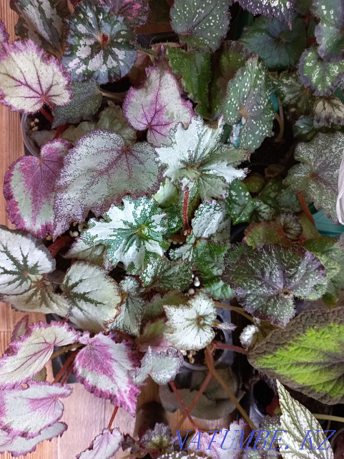 Begonia DS-Pink Panther. Semey - photo 3