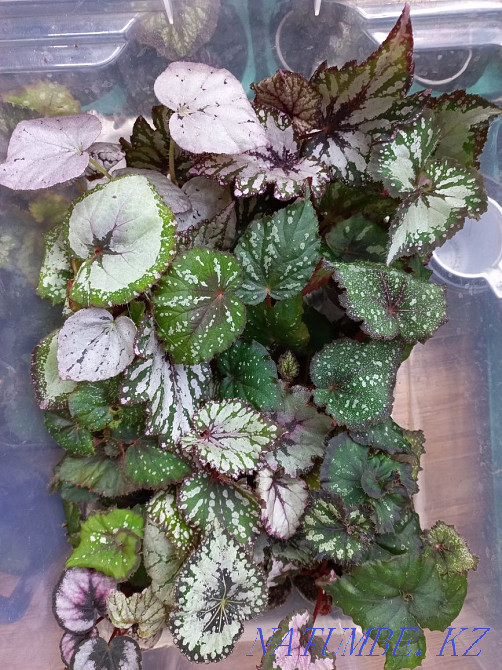 Begonia DS-Pink Panther. Semey - photo 2