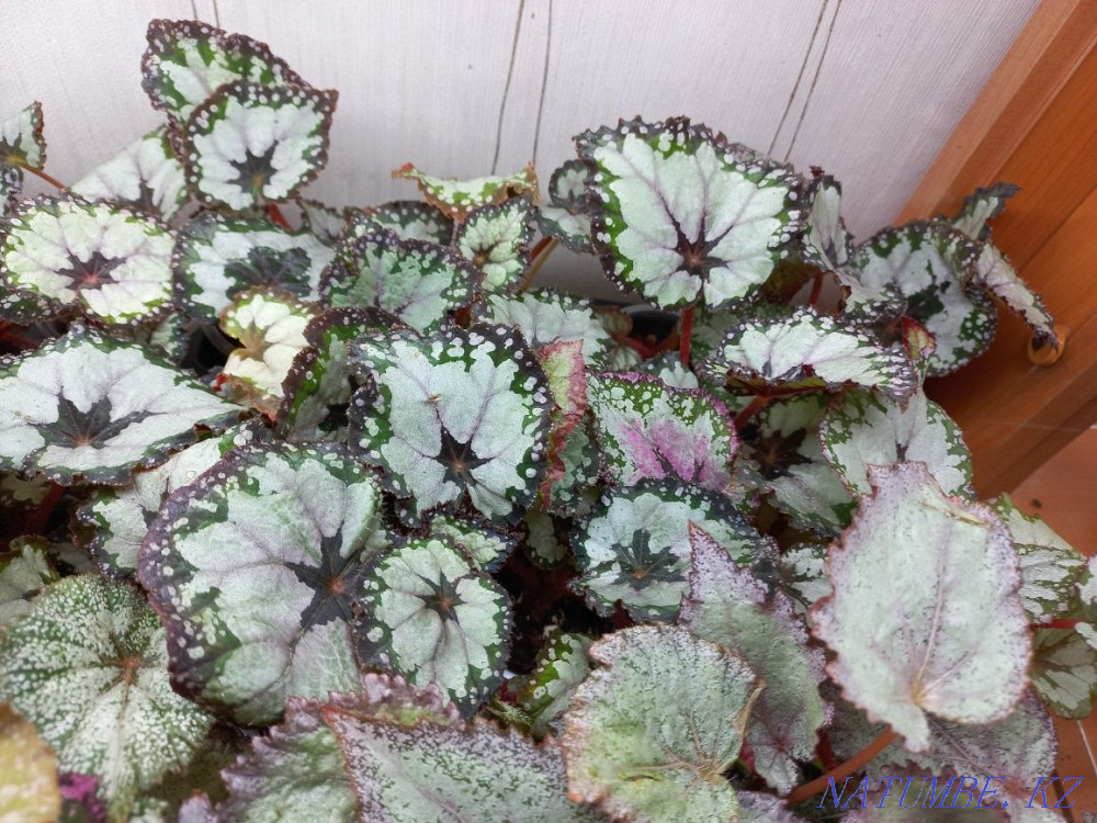 Begonia DS-Pink Panther. Semey - photo 4