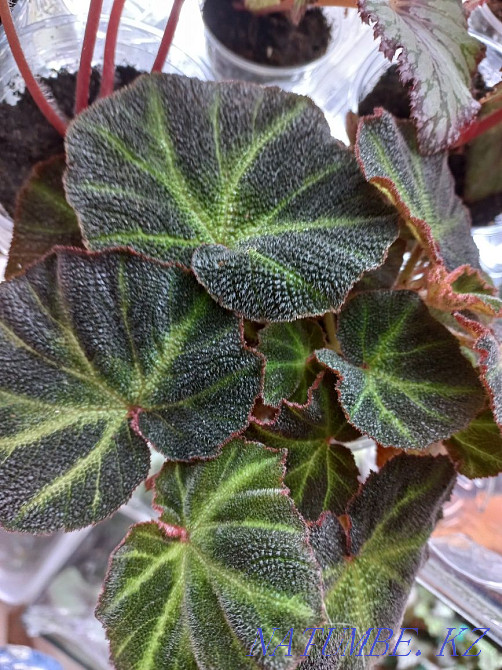 Begonia DS-Pink Panther. Semey - photo 5