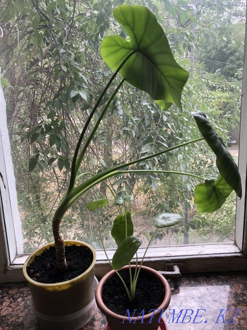 Алаказия Алматы - изображение 1