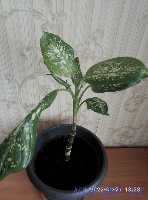 Дифенбахию продам или обменяю Астана - изображение 1