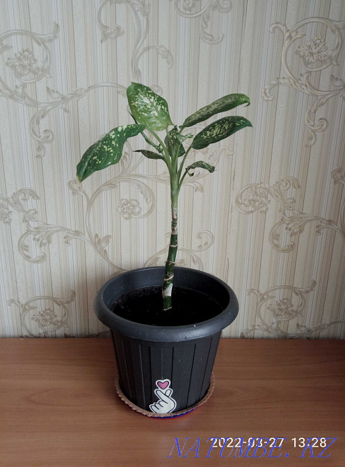 Дифенбахию продам или обменяю Астана - изображение 2