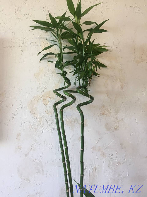 Бамбук 1 метр высота Алматы - изображение 1